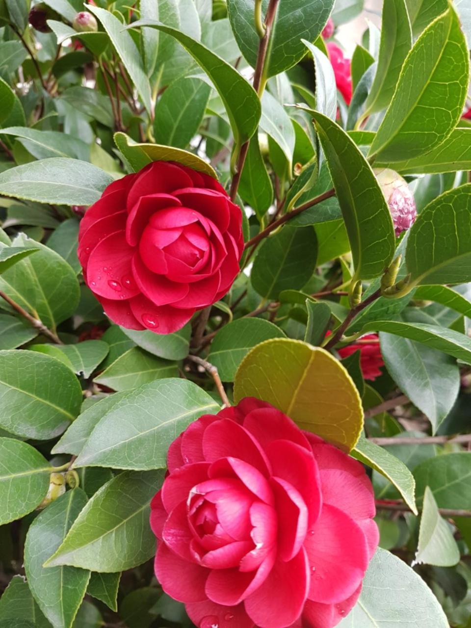 Il Giardino Di Vico Neve Bed & Breakfast Napoli Eksteriør bilde