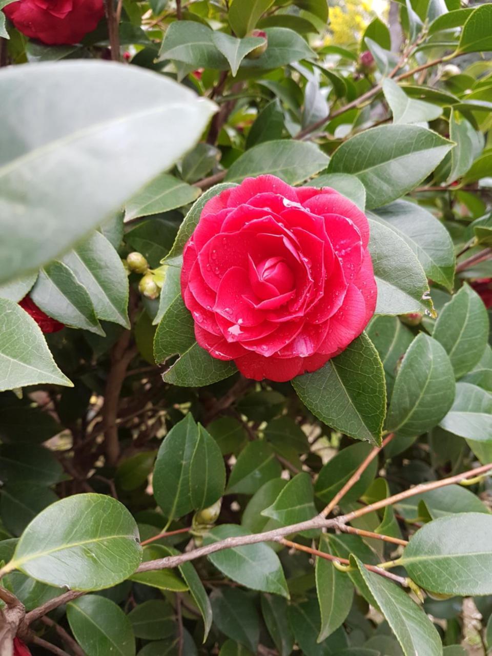 Il Giardino Di Vico Neve Bed & Breakfast Napoli Eksteriør bilde